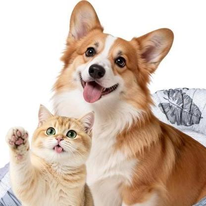 dgcwebseo